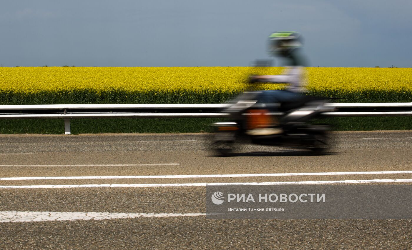 Цветение рапса в Краснодарском крае