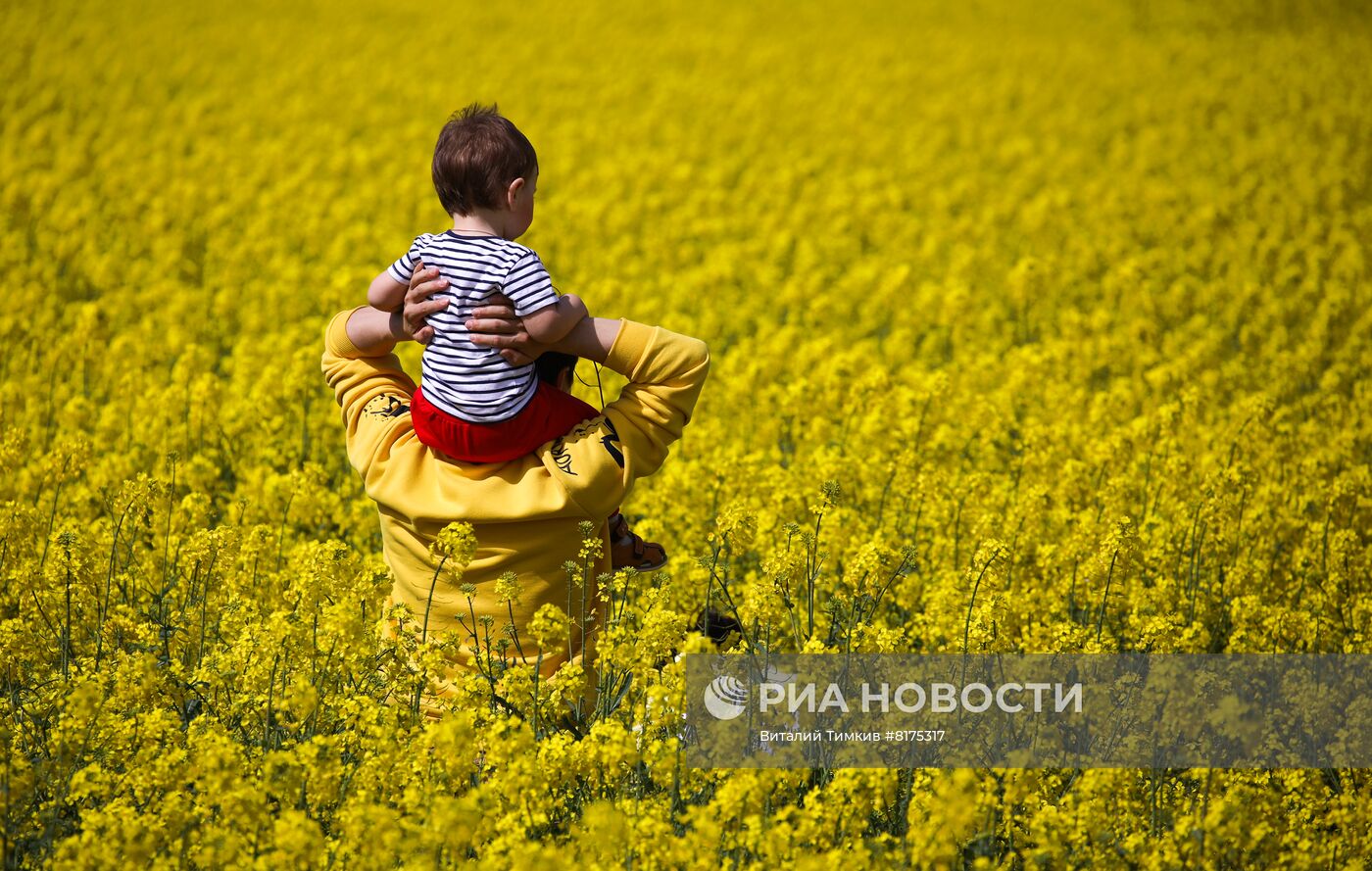 Цветение рапса в Краснодарском крае