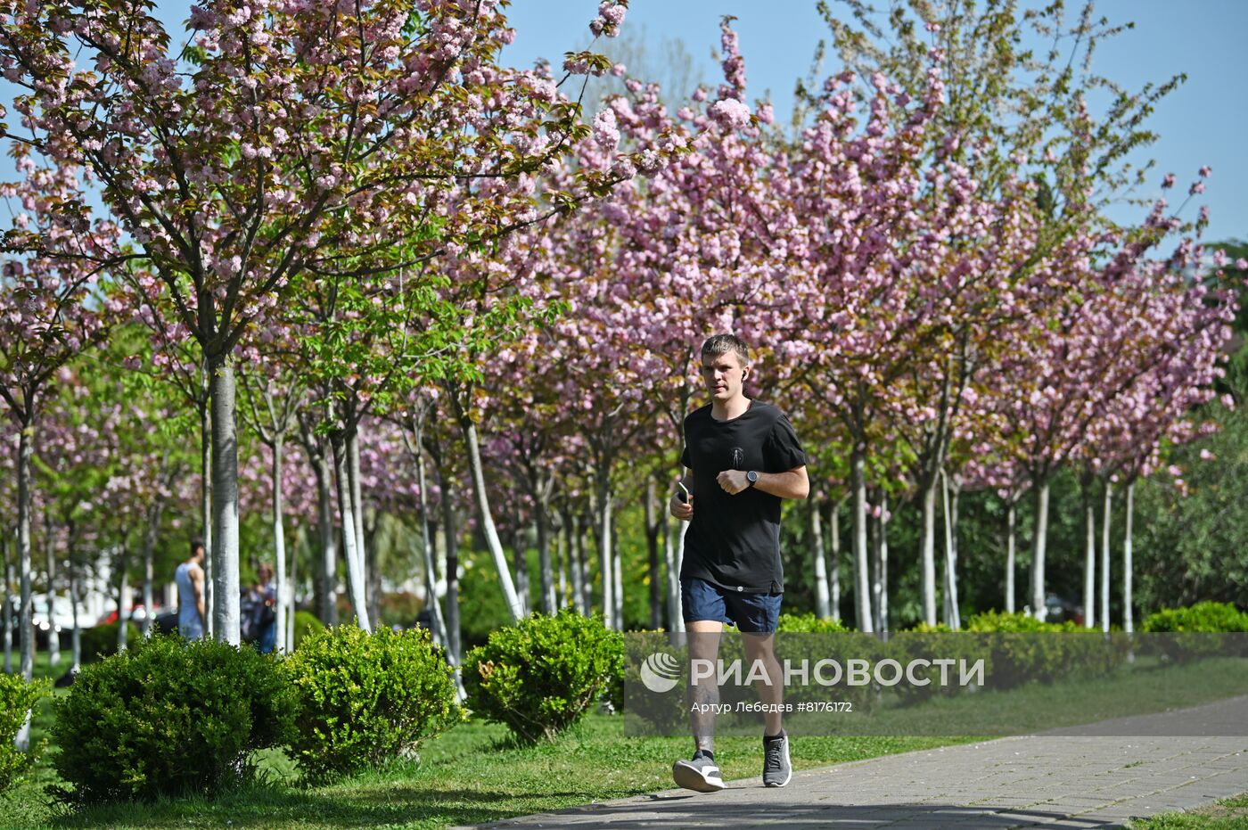 Цветение сакуры в Сочи