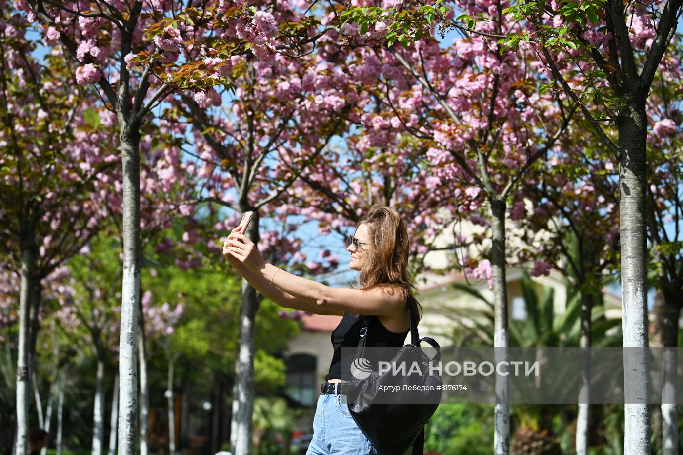 Цветение сакуры в Сочи