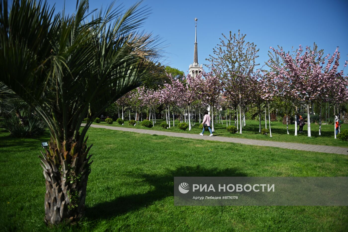 Цветение сакуры в Сочи