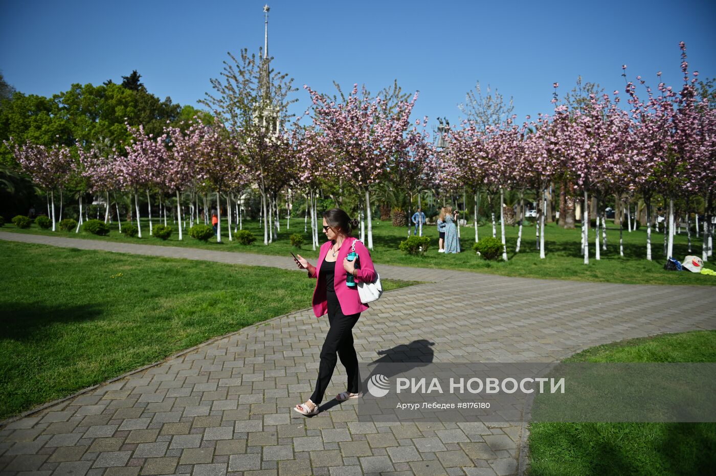 Цветение сакуры в Сочи