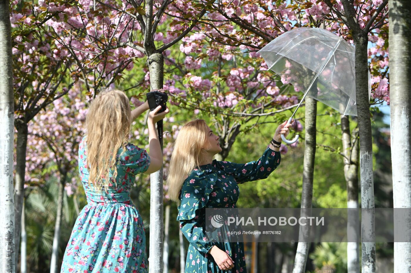 Цветение сакуры в Сочи