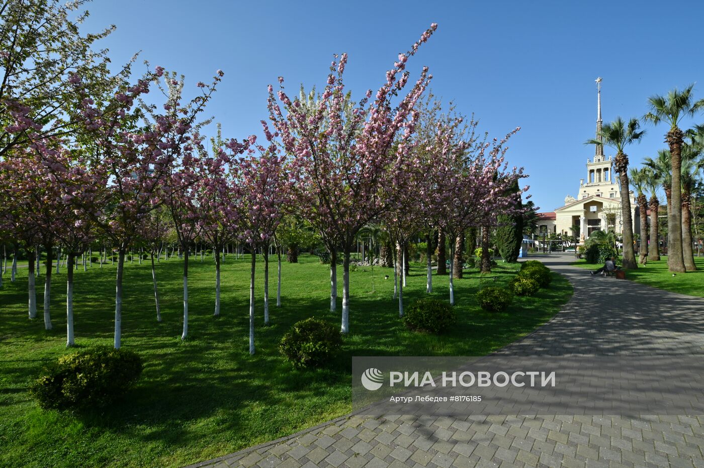 Цветение сакуры в Сочи