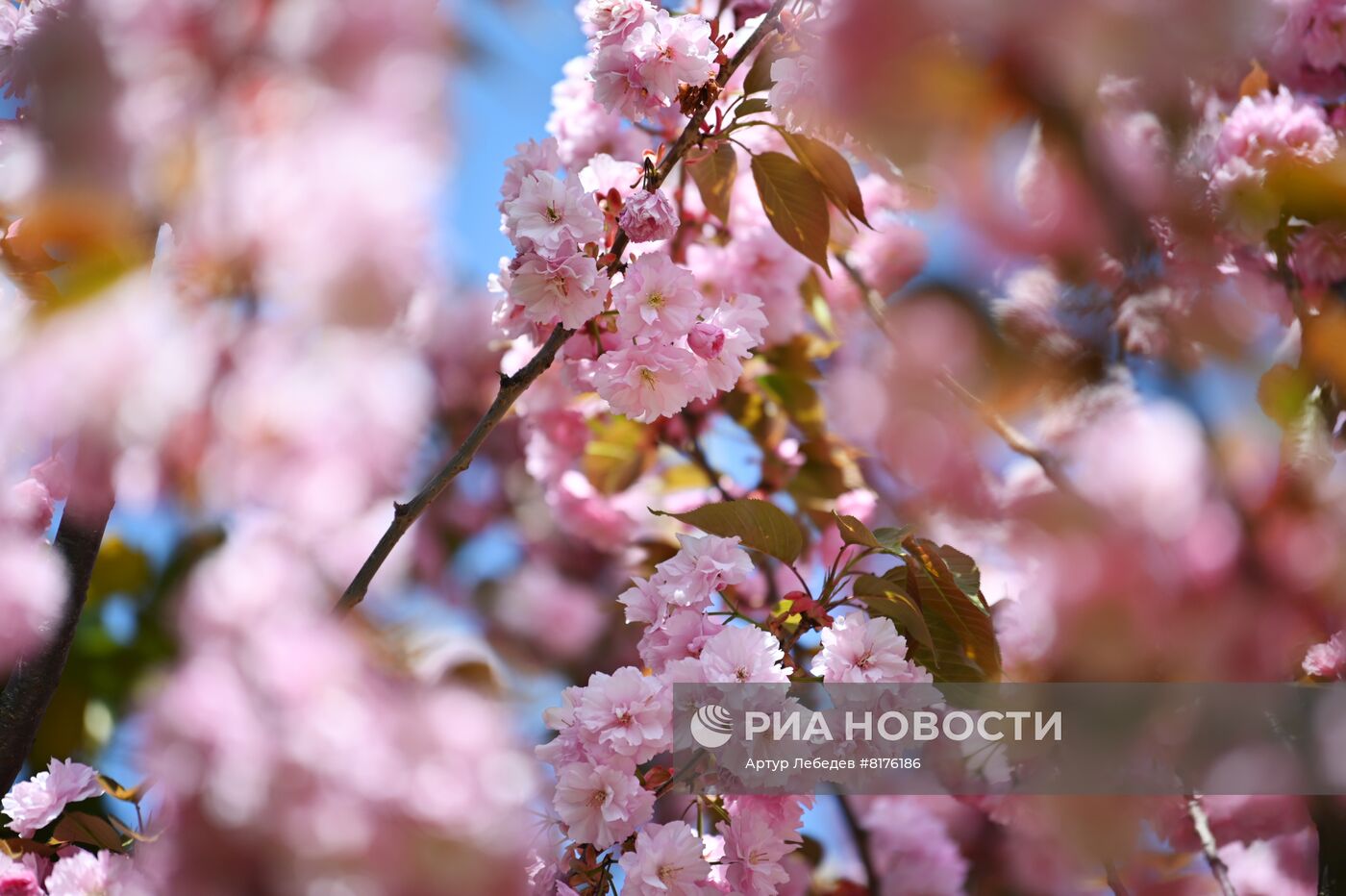 Цветение сакуры в Сочи