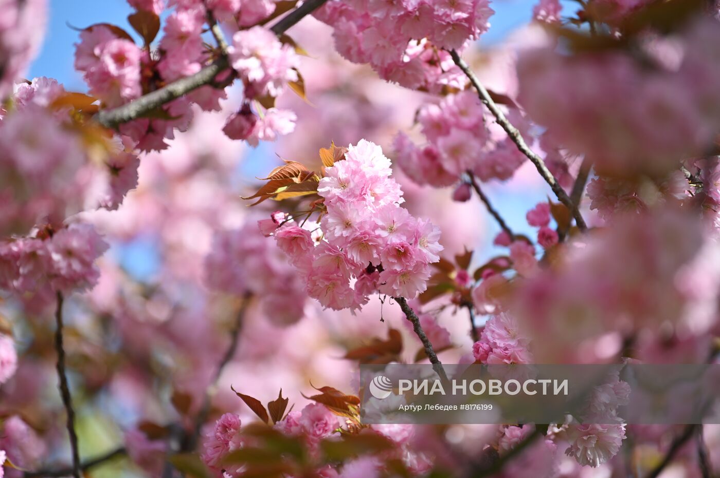 Цветение сакуры в Сочи