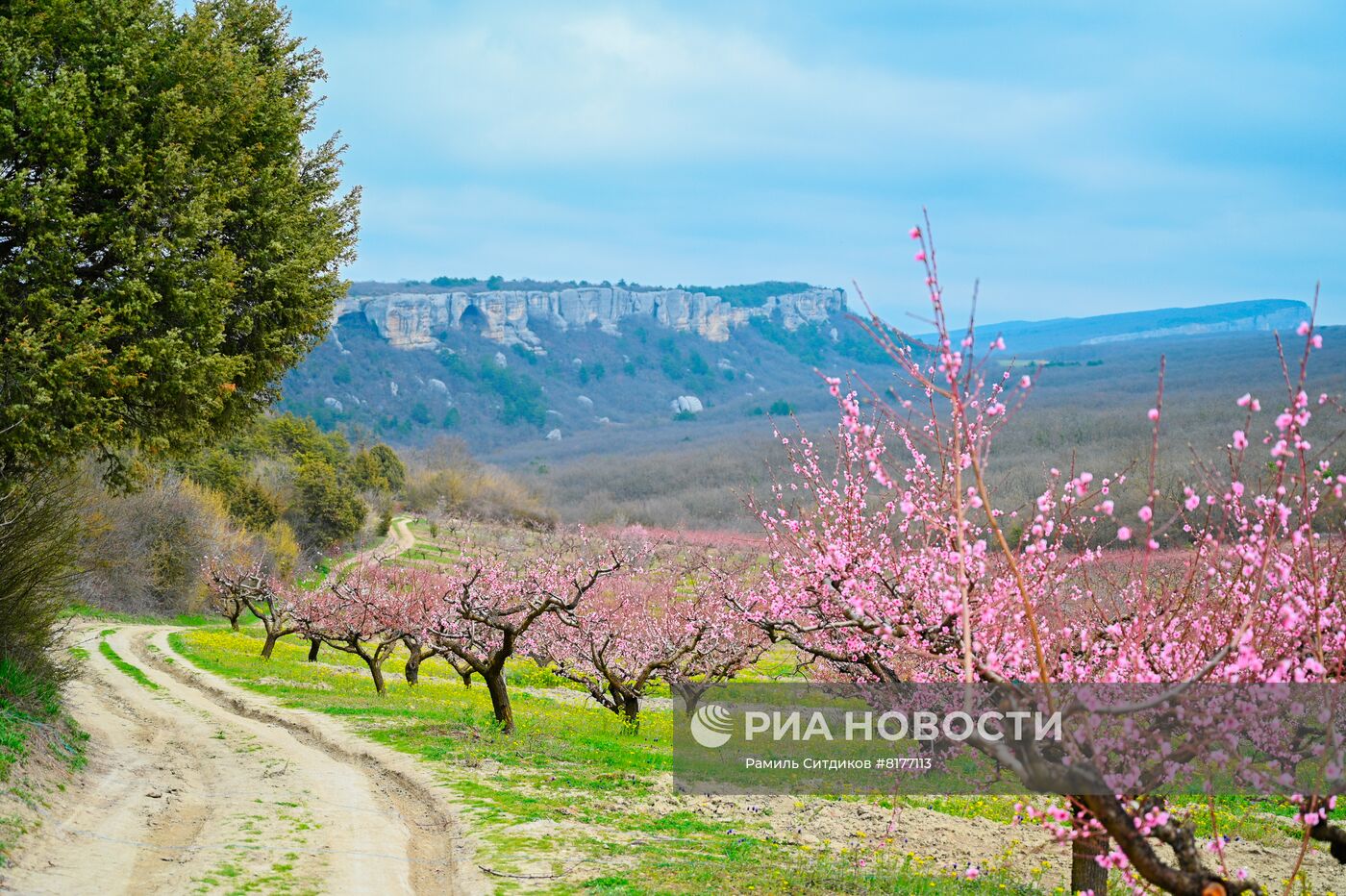 Цветущий крым