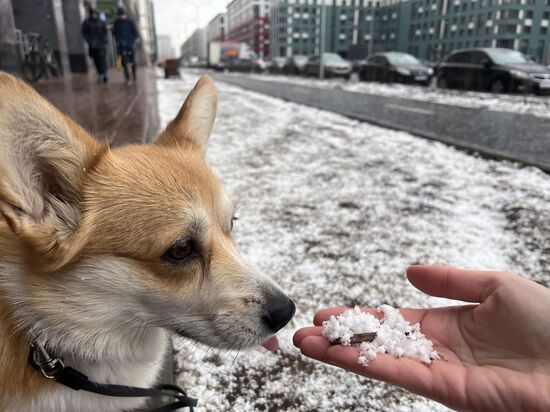 Весенний снегопад в Санкт-Петербурге