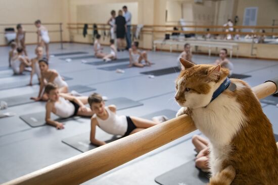 Кот Мостик посетил Академию хореографии в Крыму