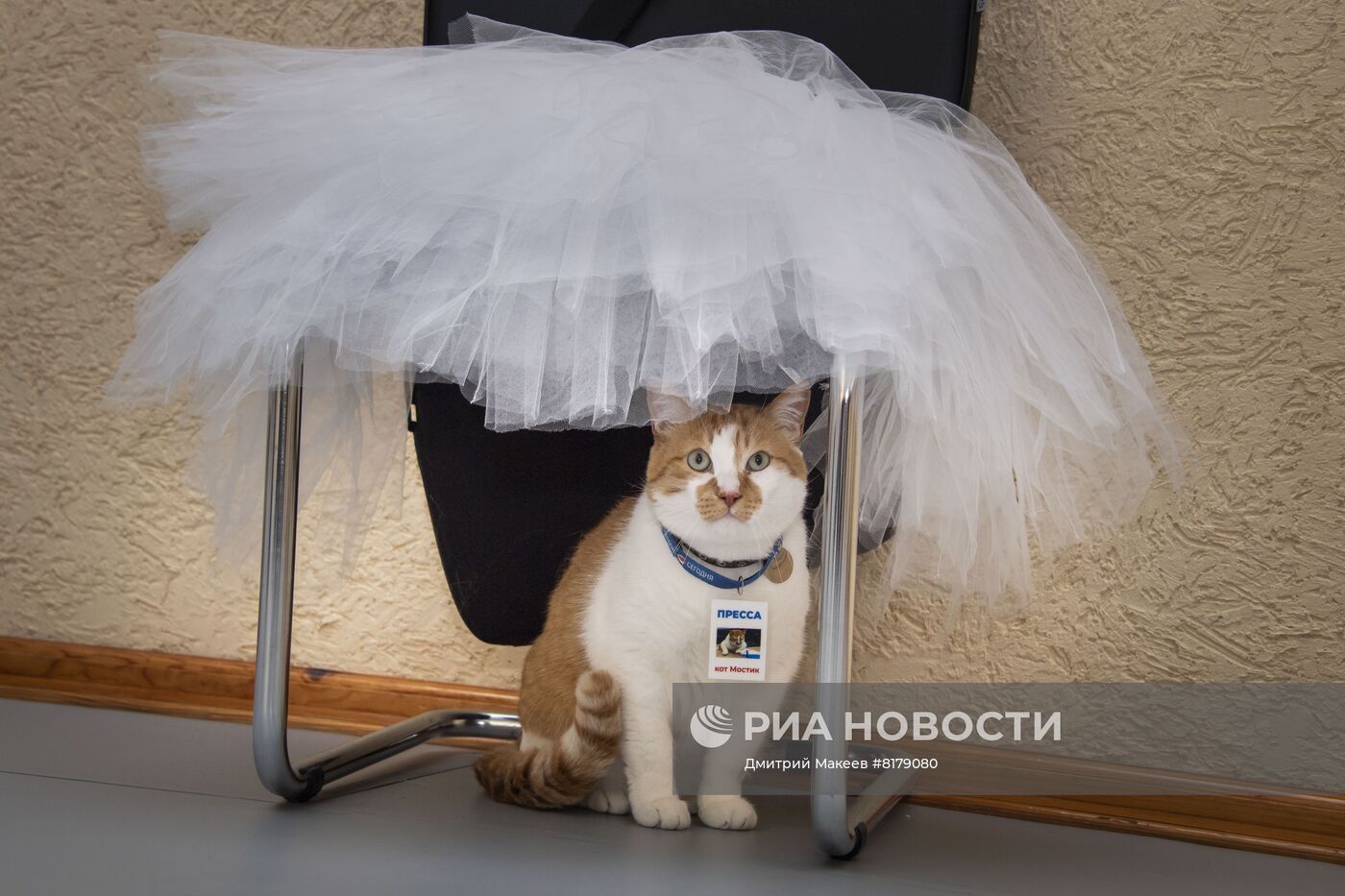 Кот Мостик посетил Академию хореографии в Крыму