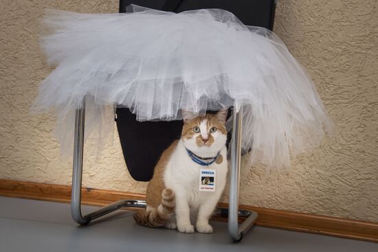 Кот Мостик посетил Академию хореографии в Крыму