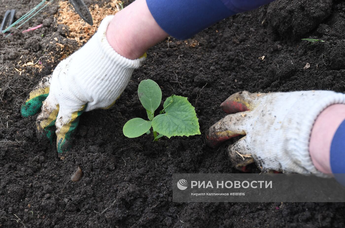 Начало сезона посадочных работ на дачных участках