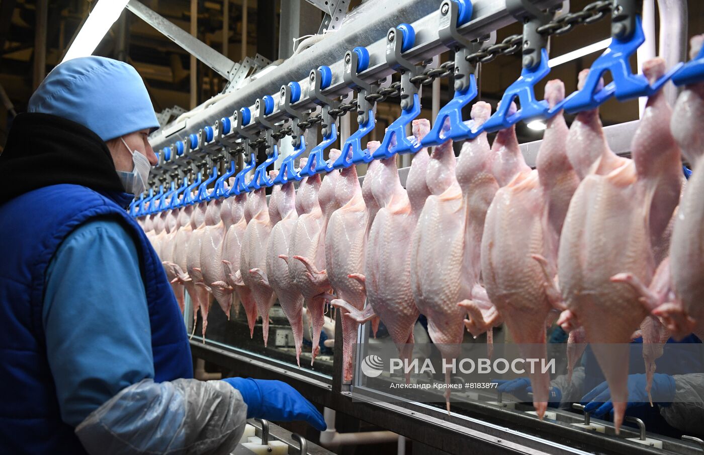 Производство яиц и мяса птицы в Новосибирской области