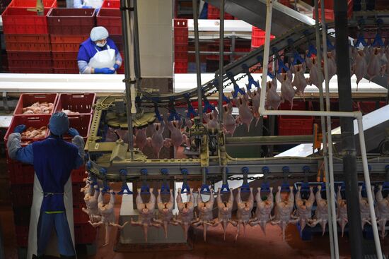 Производство яиц и мяса птицы в Новосибирской области