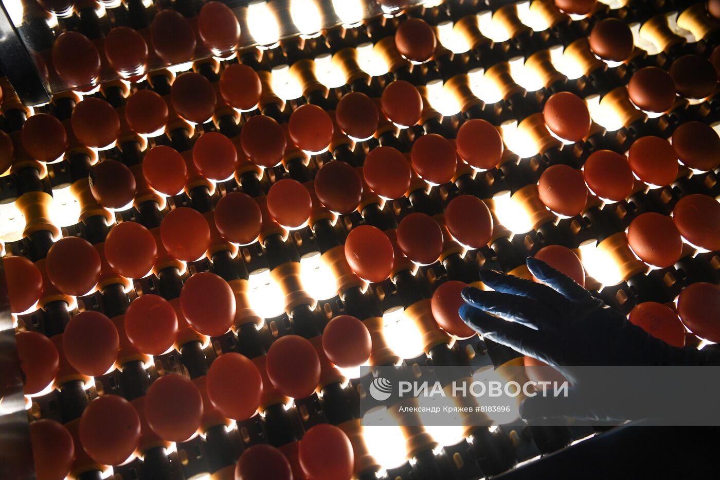 Производство яиц и мяса птицы в Новосибирской области