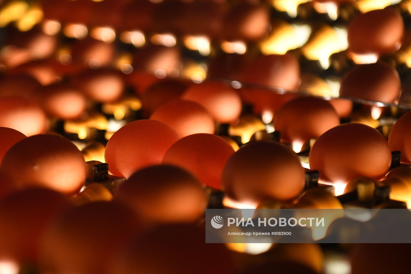 Производство яиц и мяса птицы в Новосибирской области