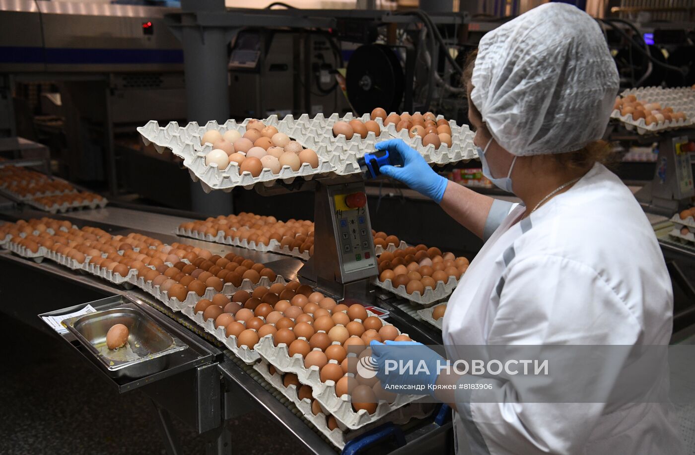 Производство яиц и мяса птицы в Новосибирской области