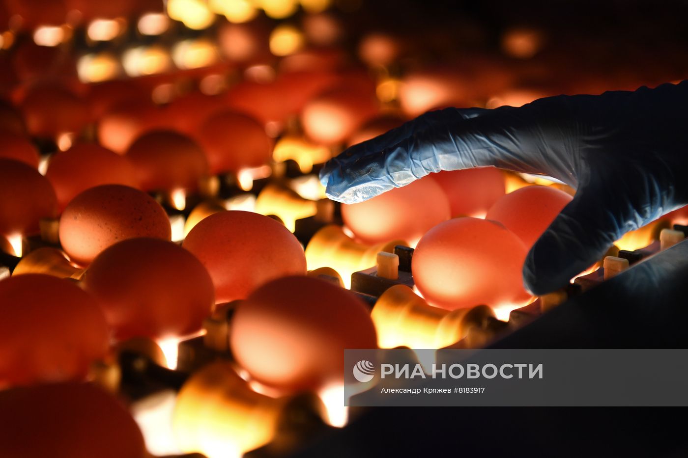 Производство яиц и мяса птицы в Новосибирской области