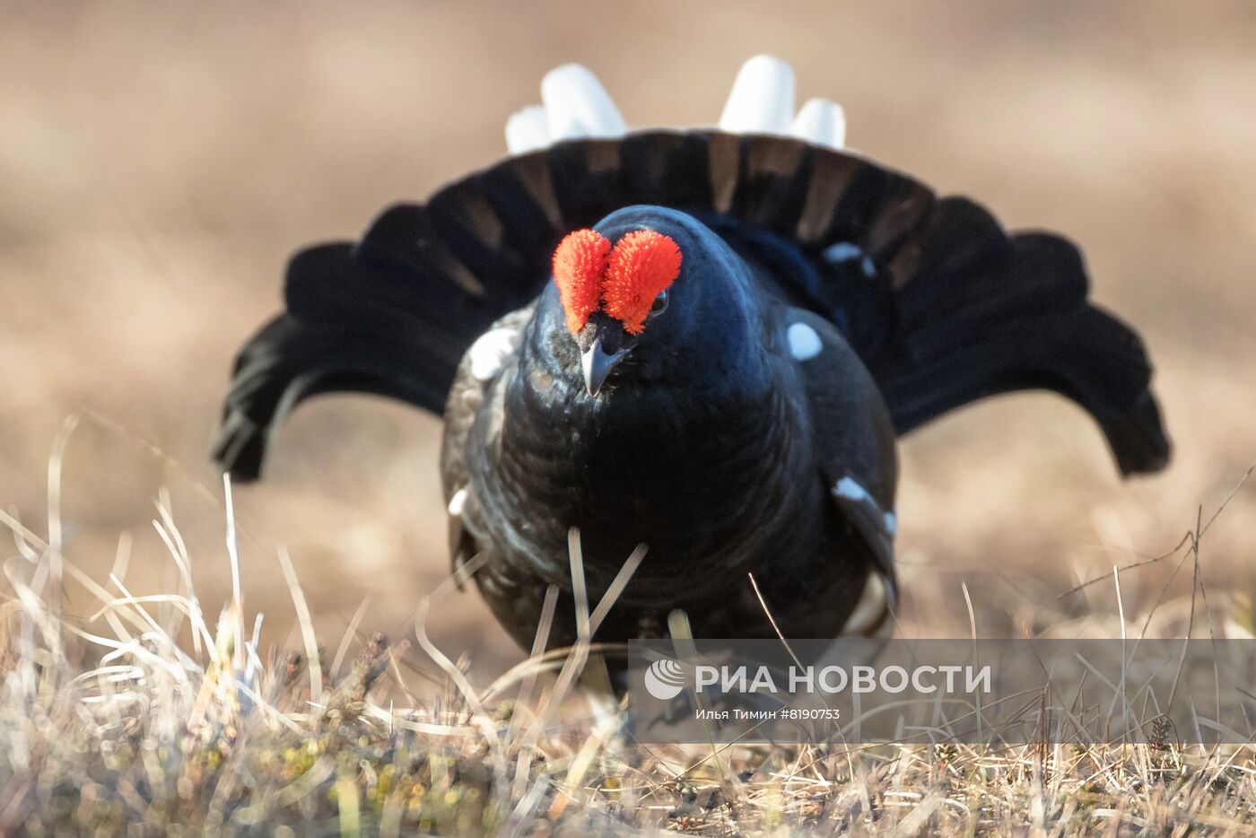 Весна в Карелии