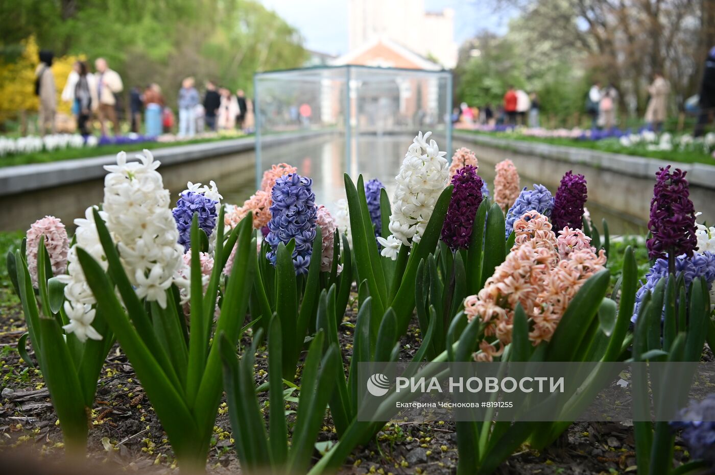 Весенний фестиваль цветов в Ботаническом саду МГУ "Аптекарский огород"