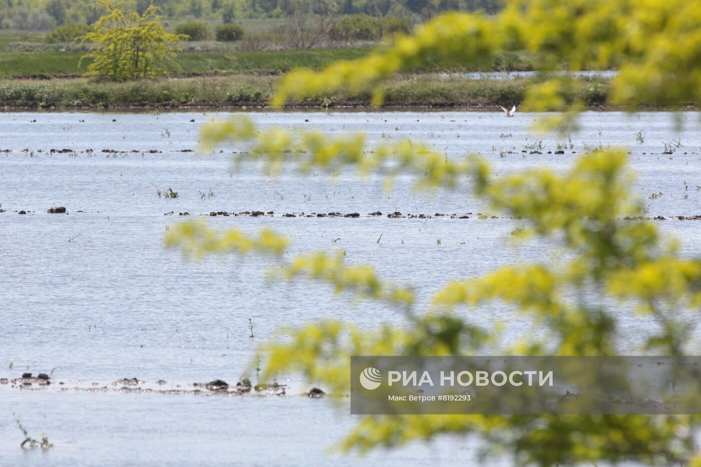 Рисовые поля в Крыму