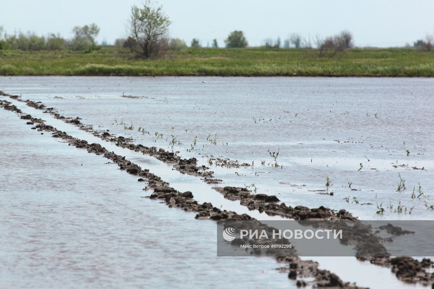 Рисовые поля в Крыму