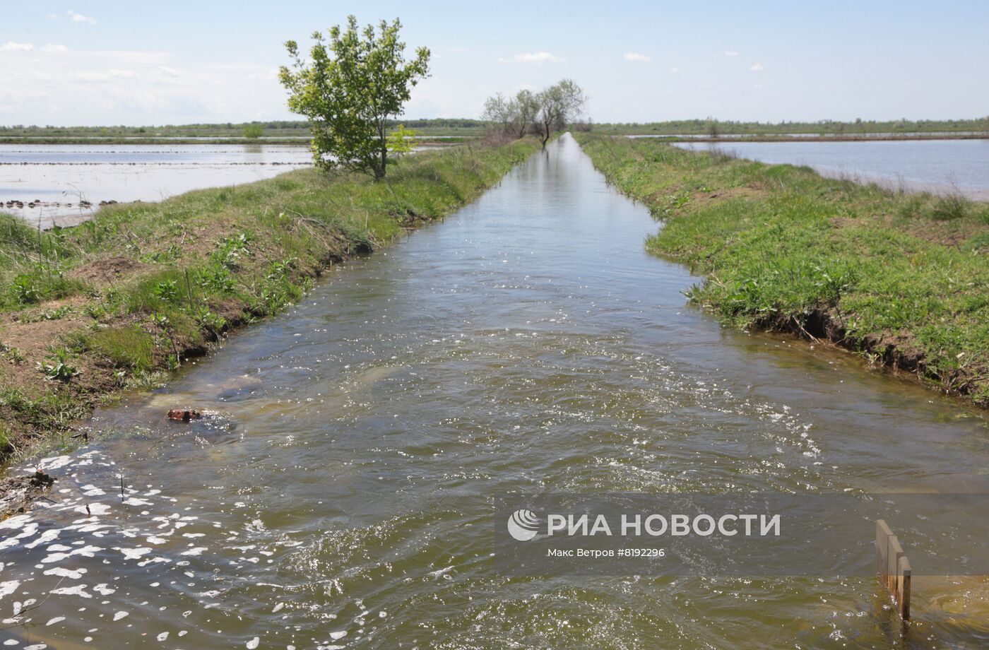 Рисовые поля в Крыму