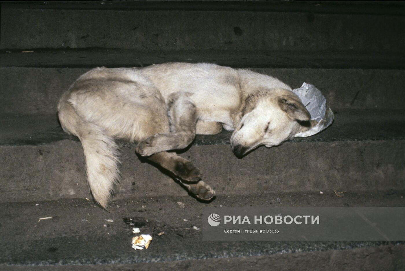 Бездомная собака