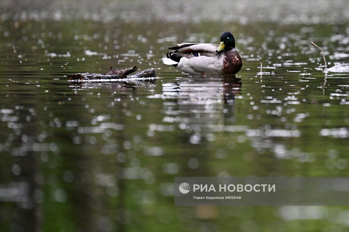 Птицы