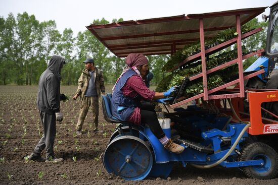 Сельскохозяйственное предприятие в Новосибирской области