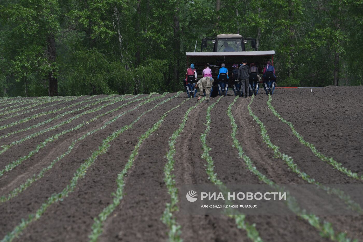 Сельскохозяйственное предприятие в Новосибирской области