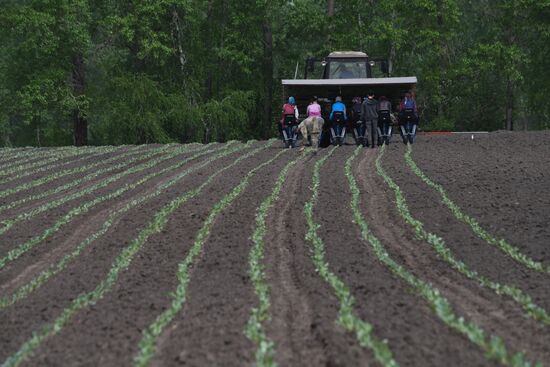 Сельскохозяйственное предприятие в Новосибирской области