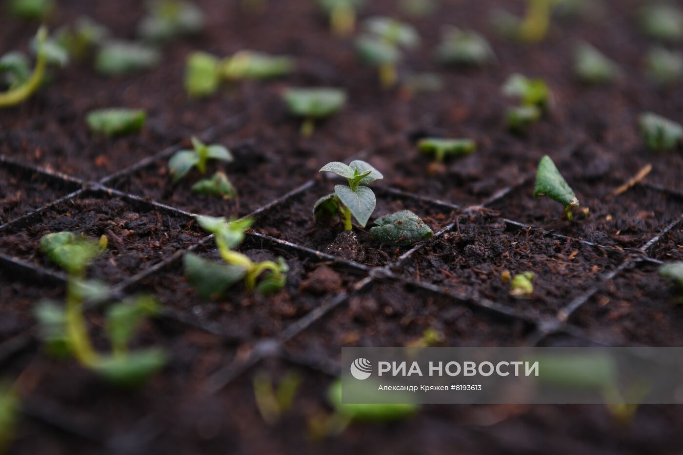 Сельскохозяйственное предприятие в Новосибирской области