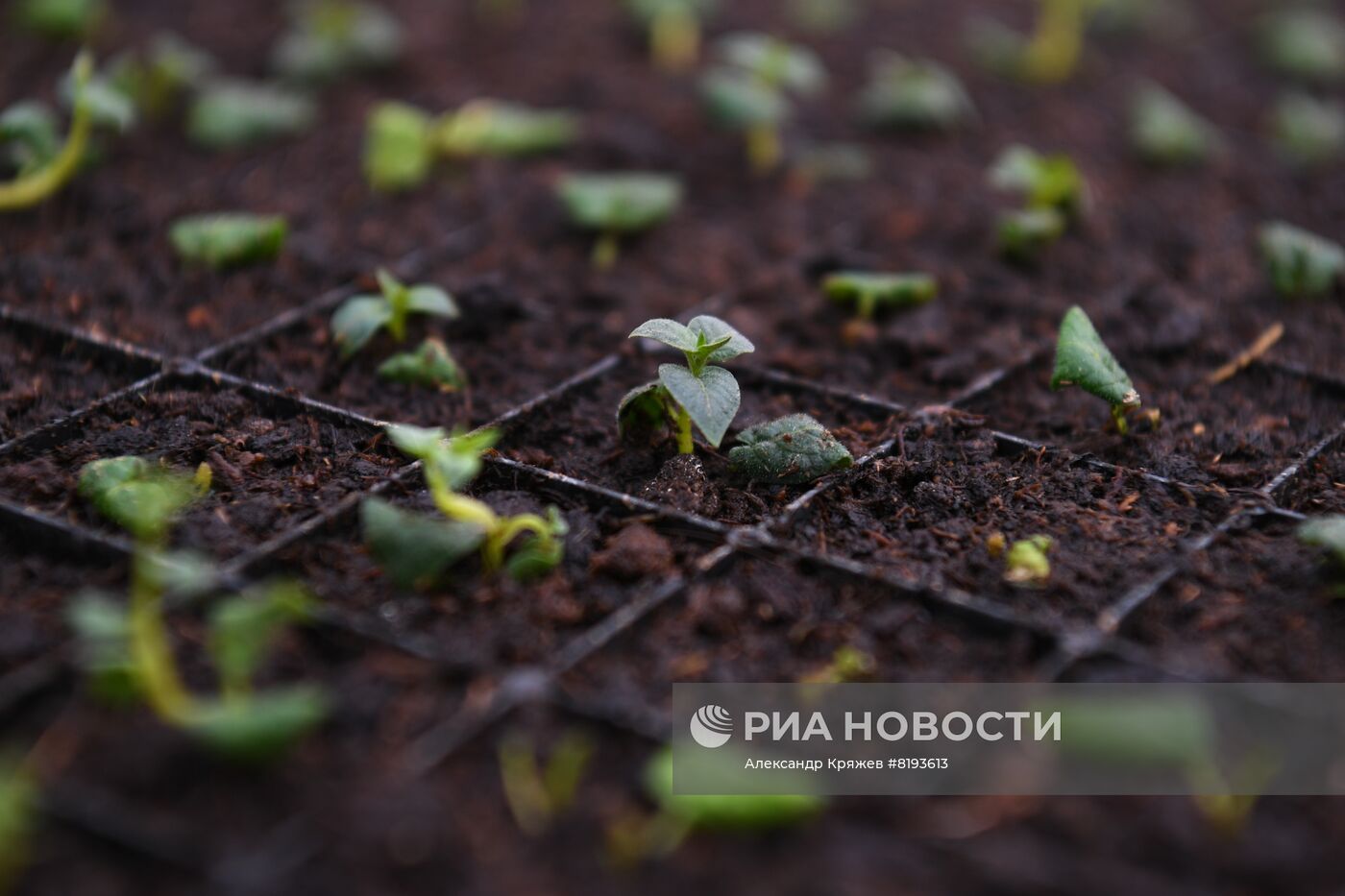 Сельскохозяйственное предприятие в Новосибирской области