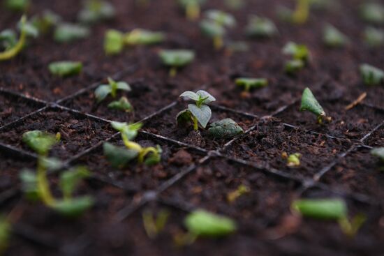 Сельскохозяйственное предприятие в Новосибирской области