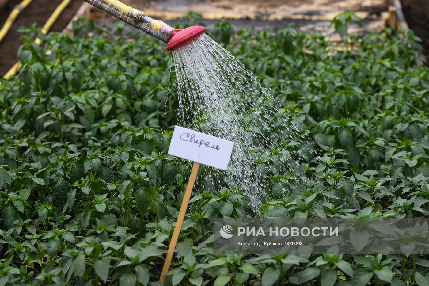 Сельскохозяйственное предприятие в Новосибирской области