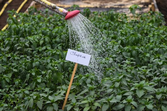 Сельскохозяйственное предприятие в Новосибирской области