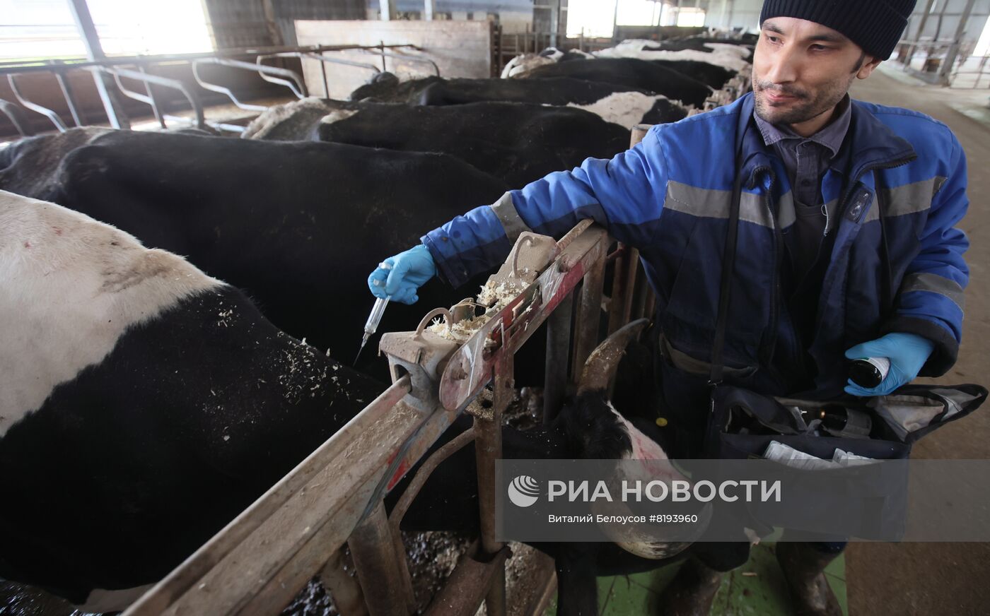 Животноводческая ферма в агро-промышленном холдинге "Рота-агро"