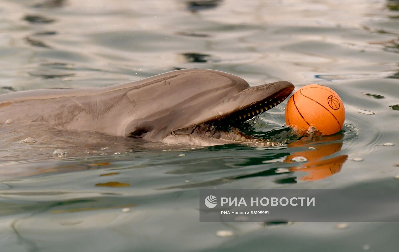 Скадовский дельфинарий "Акварель" в Херсонской области