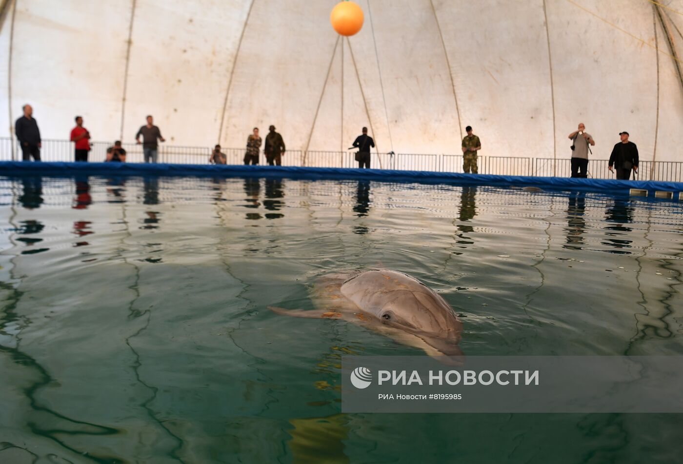Скадовский дельфинарий "Акварель" в Херсонской области