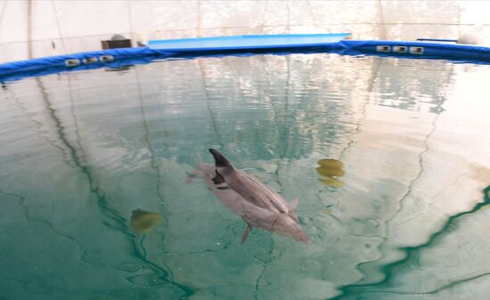 Скадовский дельфинарий "Акварель" в Херсонской области