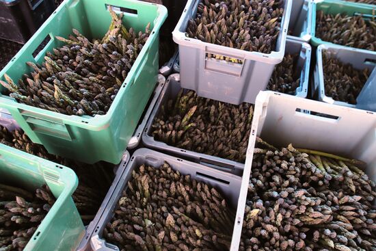 Сбор спаржи в Северной Осетии