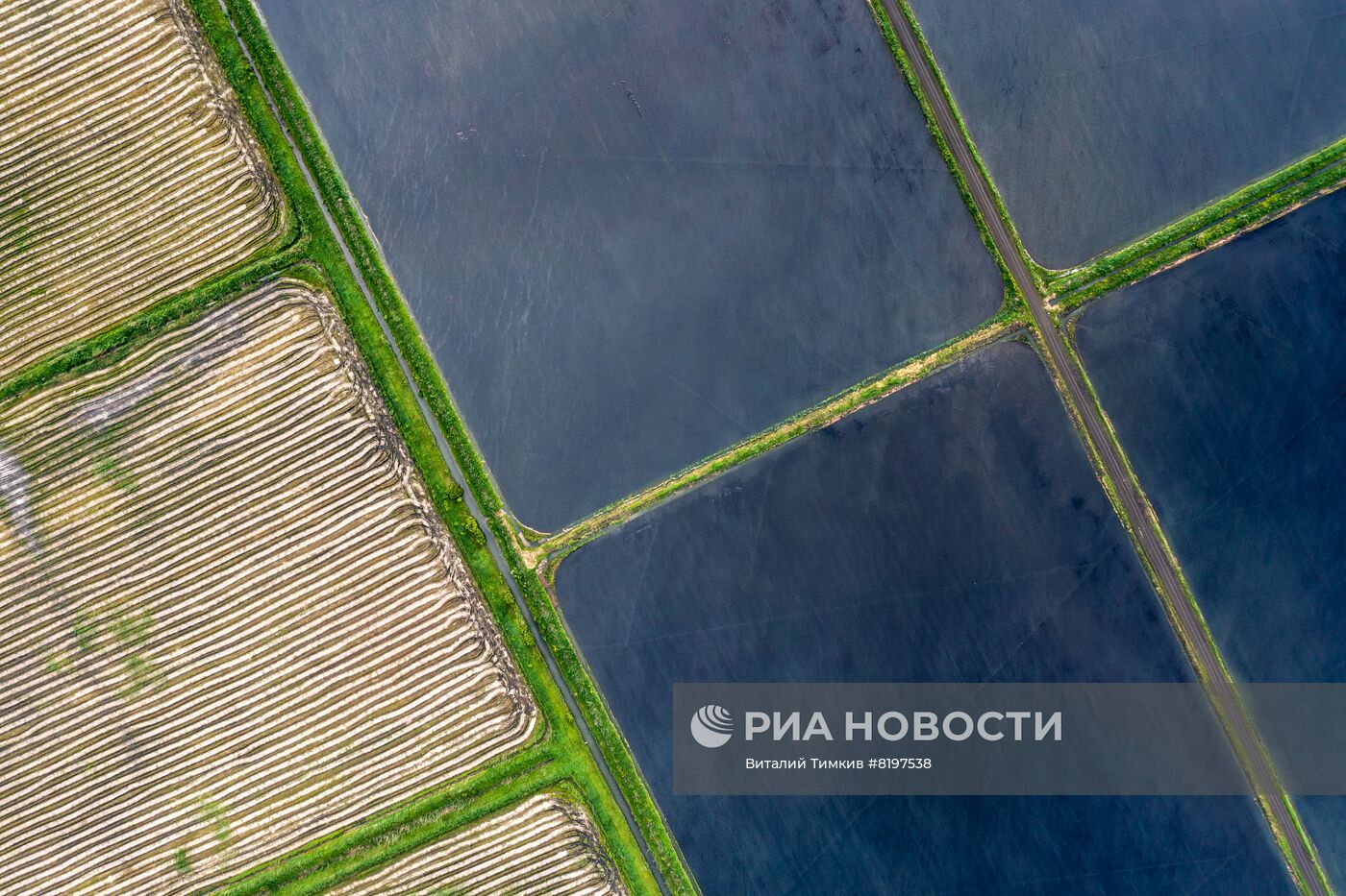 Выращивание риса в Адыгее