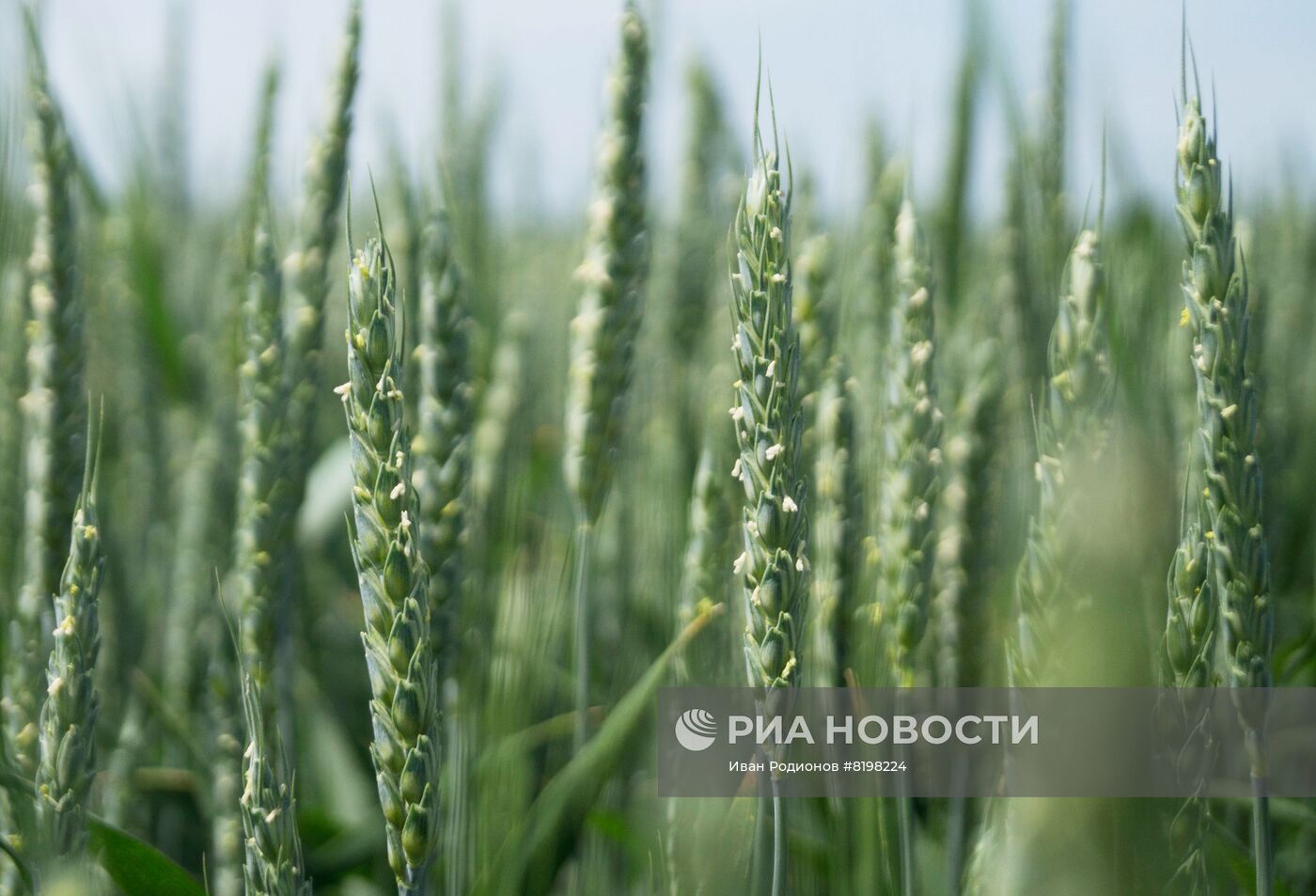 Посевные работы в Херсонской области