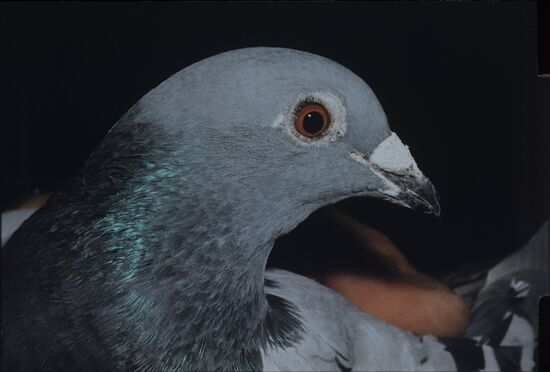 Сизый голубь