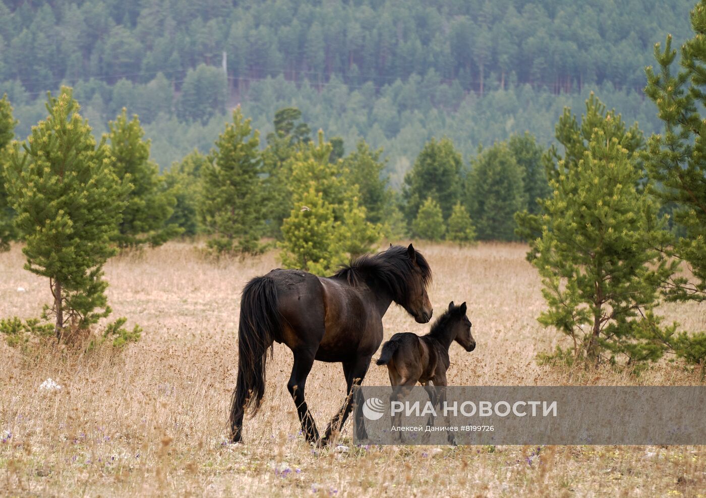 Регионы России. Бурятия