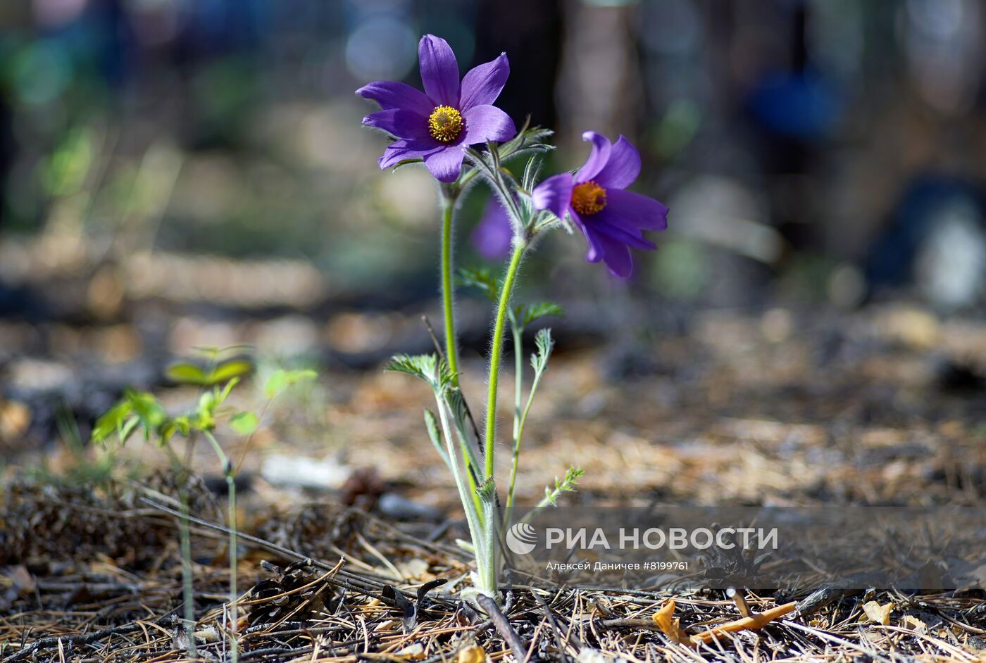 Регионы России. Бурятия