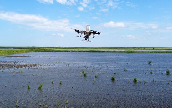 Сев риса при помощи дронов в Краснодарском крае
