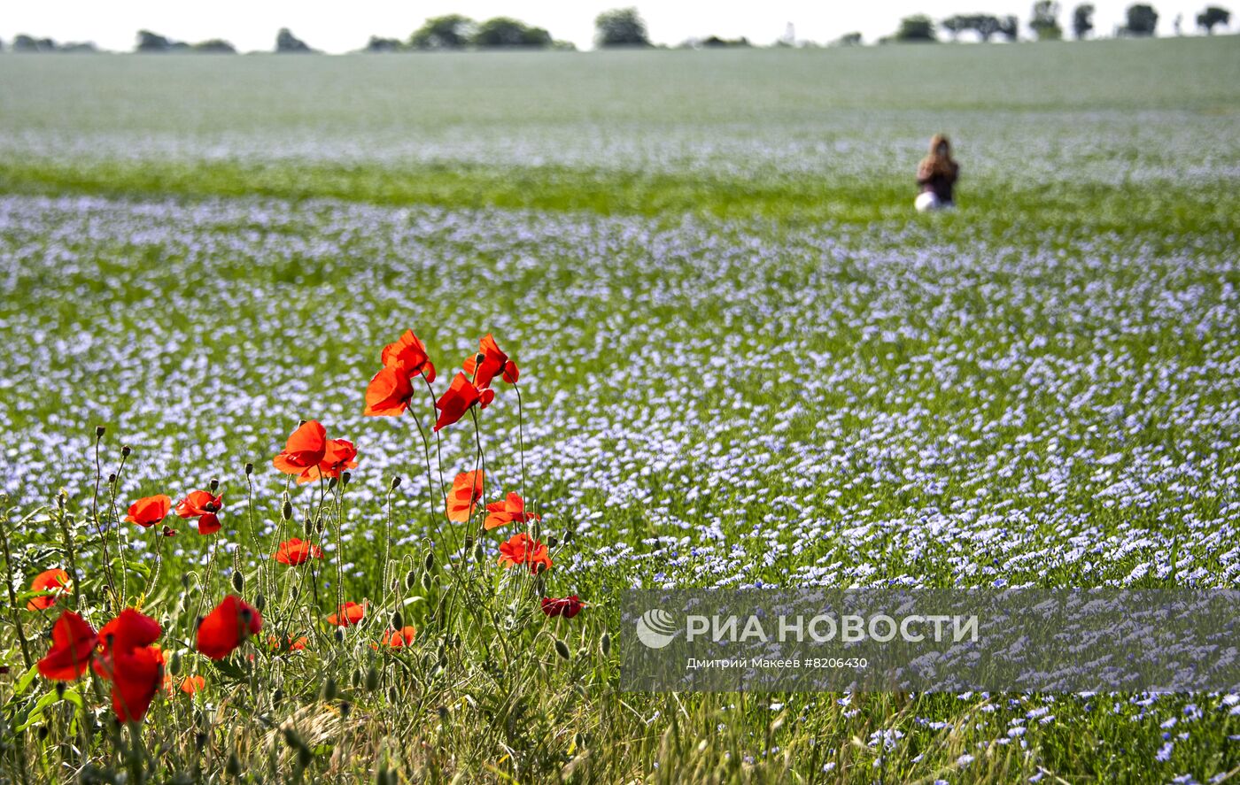 Цветение мака в Крыму