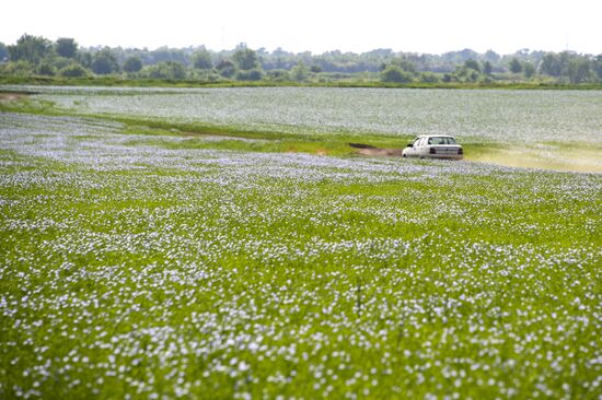 Цветение мака в Крыму
